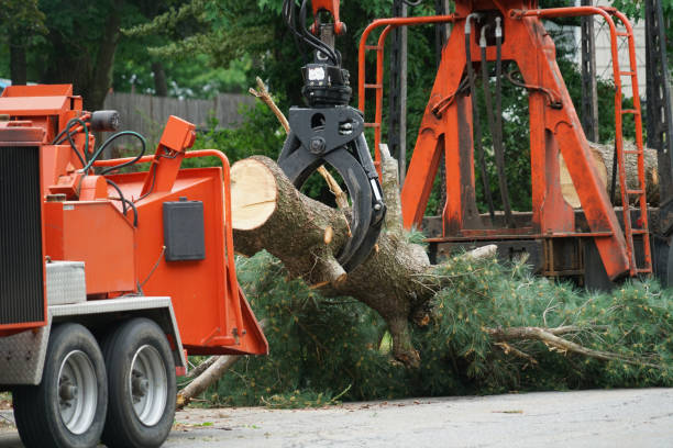 Trusted Heber, CA Tree Service Experts